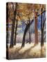 California, Yosemite National Park, California Black Oak Trees in a Meadow-Christopher Talbot Frank-Stretched Canvas