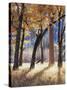 California, Yosemite National Park, California Black Oak Trees in a Meadow-Christopher Talbot Frank-Stretched Canvas