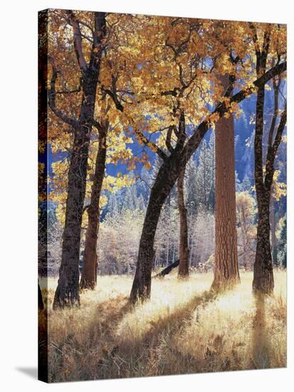 California, Yosemite National Park, California Black Oak Trees in a Meadow-Christopher Talbot Frank-Stretched Canvas