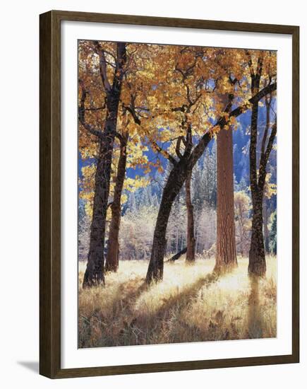 California, Yosemite National Park, California Black Oak Trees in a Meadow-Christopher Talbot Frank-Framed Premium Photographic Print