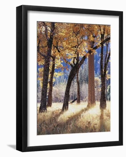 California, Yosemite National Park, California Black Oak Trees in a Meadow-Christopher Talbot Frank-Framed Photographic Print