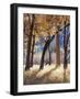 California, Yosemite National Park, California Black Oak Trees in a Meadow-Christopher Talbot Frank-Framed Photographic Print