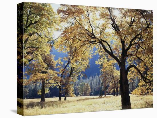 California, Yosemite National Park, California Black Oak Trees in a Meadow-Christopher Talbot Frank-Stretched Canvas
