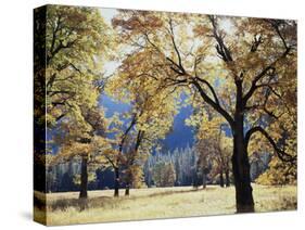 California, Yosemite National Park, California Black Oak Trees in a Meadow-Christopher Talbot Frank-Stretched Canvas