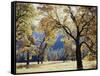 California, Yosemite National Park, California Black Oak Trees in a Meadow-Christopher Talbot Frank-Framed Stretched Canvas