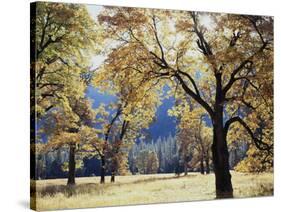 California, Yosemite National Park, California Black Oak Trees in a Meadow-Christopher Talbot Frank-Stretched Canvas