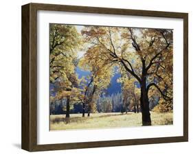 California, Yosemite National Park, California Black Oak Trees in a Meadow-Christopher Talbot Frank-Framed Premium Photographic Print