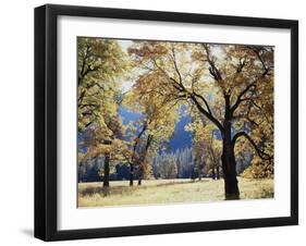 California, Yosemite National Park, California Black Oak Trees in a Meadow-Christopher Talbot Frank-Framed Premium Photographic Print