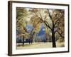 California, Yosemite National Park, California Black Oak Trees in a Meadow-Christopher Talbot Frank-Framed Photographic Print