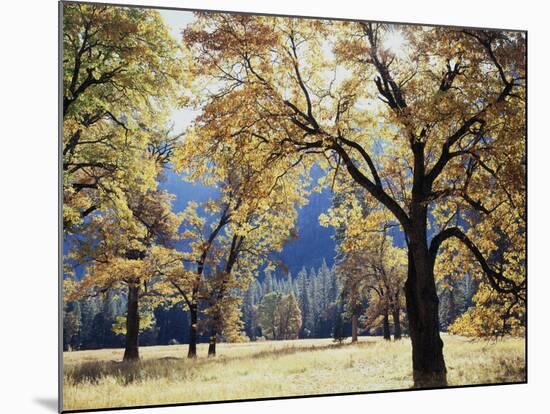 California, Yosemite National Park, California Black Oak Trees in a Meadow-Christopher Talbot Frank-Mounted Photographic Print