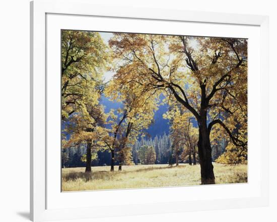 California, Yosemite National Park, California Black Oak Trees in a Meadow-Christopher Talbot Frank-Framed Photographic Print