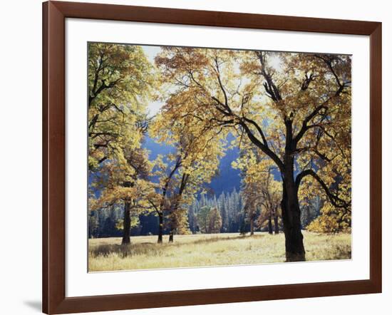 California, Yosemite National Park, California Black Oak Trees in a Meadow-Christopher Talbot Frank-Framed Photographic Print