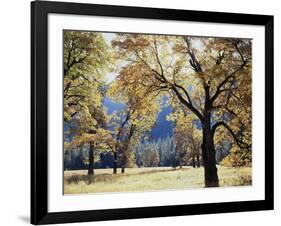 California, Yosemite National Park, California Black Oak Trees in a Meadow-Christopher Talbot Frank-Framed Photographic Print