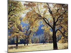 California, Yosemite National Park, California Black Oak Trees in a Meadow-Christopher Talbot Frank-Mounted Photographic Print