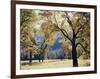 California, Yosemite National Park, California Black Oak Trees in a Meadow-Christopher Talbot Frank-Framed Photographic Print