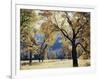 California, Yosemite National Park, California Black Oak Trees in a Meadow-Christopher Talbot Frank-Framed Photographic Print