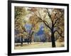 California, Yosemite National Park, California Black Oak Trees in a Meadow-Christopher Talbot Frank-Framed Photographic Print