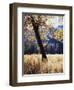 California, Yosemite National Park, California Black Oak Trees in a Meadow-Christopher Talbot Frank-Framed Premium Photographic Print