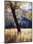 California, Yosemite National Park, California Black Oak Trees in a Meadow-Christopher Talbot Frank-Mounted Premium Photographic Print