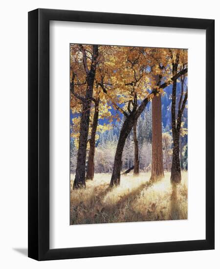 California, Yosemite National Park, California Black Oak Trees in a Meadow-Christopher Talbot Frank-Framed Photographic Print