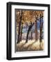 California, Yosemite National Park, California Black Oak Trees in a Meadow-Christopher Talbot Frank-Framed Photographic Print