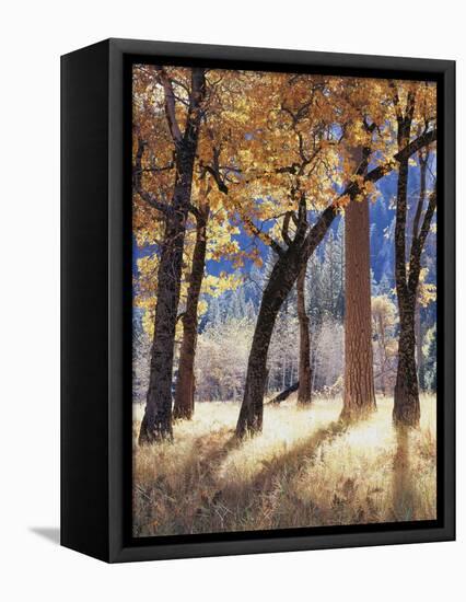 California, Yosemite National Park, California Black Oak Trees in a Meadow-Christopher Talbot Frank-Framed Stretched Canvas