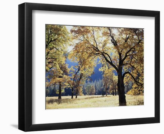 California, Yosemite National Park, California Black Oak Trees in a Meadow-Christopher Talbot Frank-Framed Photographic Print