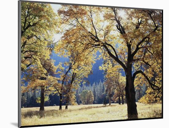 California, Yosemite National Park, California Black Oak Trees in a Meadow-Christopher Talbot Frank-Mounted Photographic Print