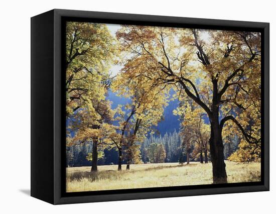 California, Yosemite National Park, California Black Oak Trees in a Meadow-Christopher Talbot Frank-Framed Stretched Canvas