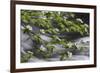 California. Yosemite National Park. Dogwood Along the Merced River, Yosemite National Park-Judith Zimmerman-Framed Photographic Print