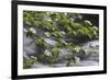 California. Yosemite National Park. Dogwood Along the Merced River, Yosemite National Park-Judith Zimmerman-Framed Photographic Print