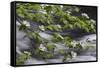 California. Yosemite National Park. Dogwood Along the Merced River, Yosemite National Park-Judith Zimmerman-Framed Stretched Canvas