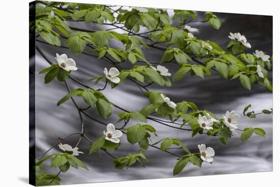 California. Yosemite National Park. Dogwood Along the Merced River, Yosemite National Park-Judith Zimmerman-Stretched Canvas