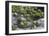 California. Yosemite National Park. Dogwood Along the Merced River, Yosemite National Park-Judith Zimmerman-Framed Photographic Print