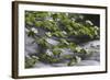 California. Yosemite National Park. Dogwood Along the Merced River, Yosemite National Park-Judith Zimmerman-Framed Photographic Print