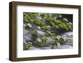 California. Yosemite National Park. Dogwood Along the Merced River, Yosemite National Park-Judith Zimmerman-Framed Photographic Print