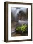 California. Yosemite National Park. Flowering Fern and Moss Growing on Boulder in Rushing Stream-Judith Zimmerman-Framed Photographic Print