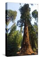 California, Yosemite National Park, Mariposa Grove of Giant Sequoia, the Colombia-Bernard Friel-Stretched Canvas