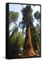 California, Yosemite National Park, Mariposa Grove of Giant Sequoia, the Colombia-Bernard Friel-Framed Stretched Canvas