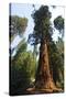 California, Yosemite National Park, Mariposa Grove of Giant Sequoia, the Colombia-Bernard Friel-Stretched Canvas