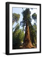 California, Yosemite National Park, Mariposa Grove of Giant Sequoia, the Colombia-Bernard Friel-Framed Premium Photographic Print