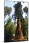 California, Yosemite National Park, Mariposa Grove of Giant Sequoia, the Colombia-Bernard Friel-Mounted Premium Photographic Print