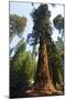 California, Yosemite National Park, Mariposa Grove of Giant Sequoia, the Colombia-Bernard Friel-Mounted Premium Photographic Print