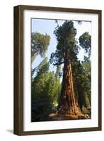 California, Yosemite National Park, Mariposa Grove of Giant Sequoia, the Colombia-Bernard Friel-Framed Photographic Print