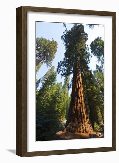 California, Yosemite National Park, Mariposa Grove of Giant Sequoia, the Colombia-Bernard Friel-Framed Photographic Print