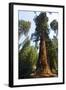 California, Yosemite National Park, Mariposa Grove of Giant Sequoia, the Colombia-Bernard Friel-Framed Photographic Print