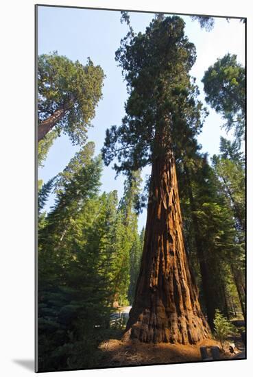 California, Yosemite National Park, Mariposa Grove of Giant Sequoia, the Colombia-Bernard Friel-Mounted Photographic Print