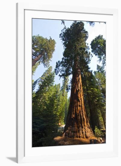 California, Yosemite National Park, Mariposa Grove of Giant Sequoia, the Colombia-Bernard Friel-Framed Photographic Print