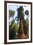 California, Yosemite National Park, Mariposa Grove of Giant Sequoia, the Colombia-Bernard Friel-Framed Photographic Print