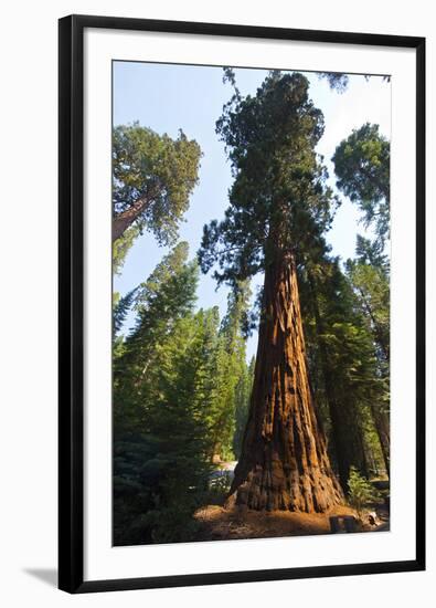 California, Yosemite National Park, Mariposa Grove of Giant Sequoia, the Colombia-Bernard Friel-Framed Photographic Print